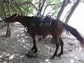 St Lucia 2007 007